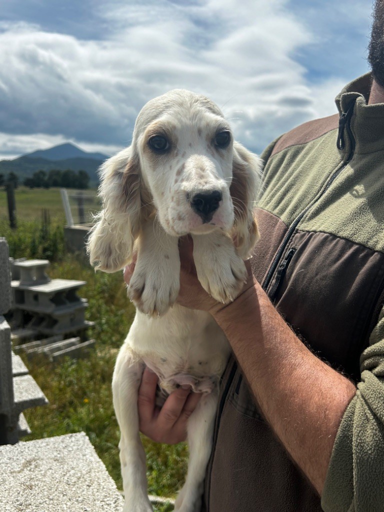 De La Terrible Menée - Chiot disponible  - Setter Anglais