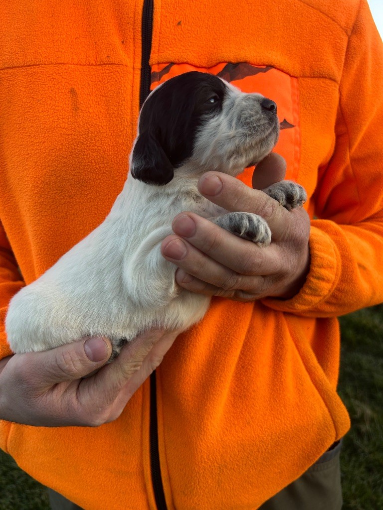 De La Terrible Menée - Chiot disponible  - Setter Anglais