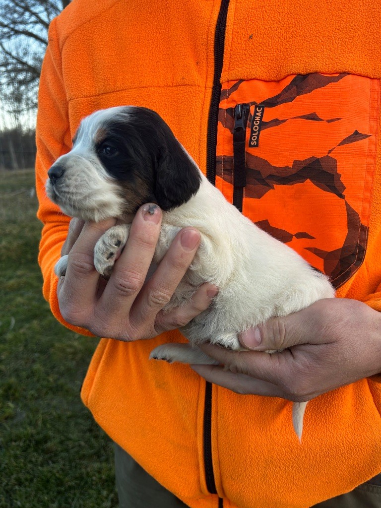 De La Terrible Menée - Chiot disponible  - Setter Anglais