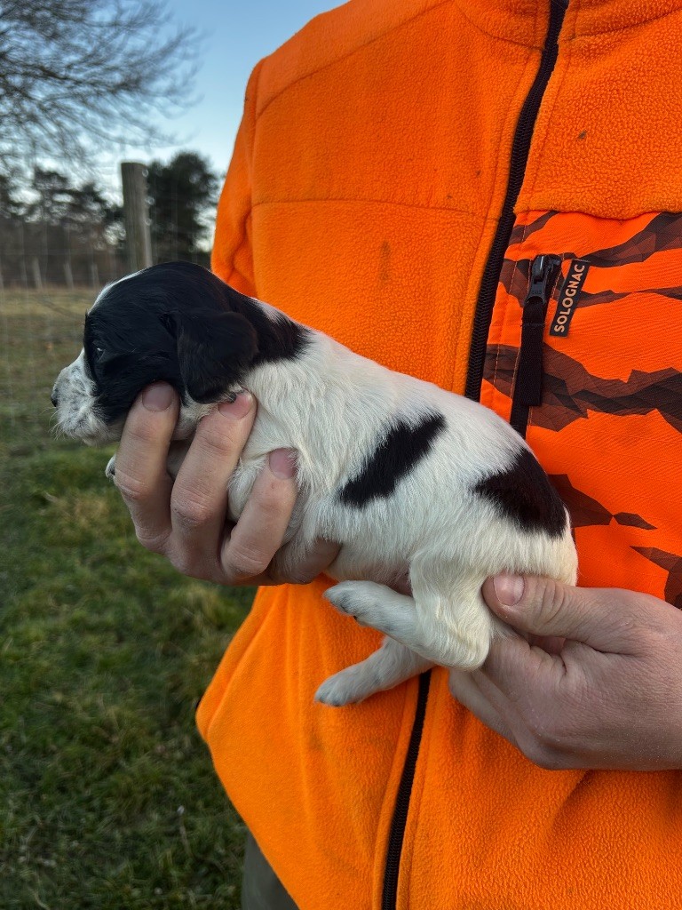 De La Terrible Menée - Chiot disponible  - Setter Anglais