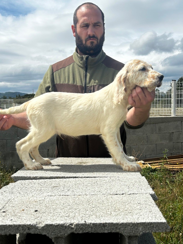 De La Terrible Menée - Chiot disponible  - Setter Anglais