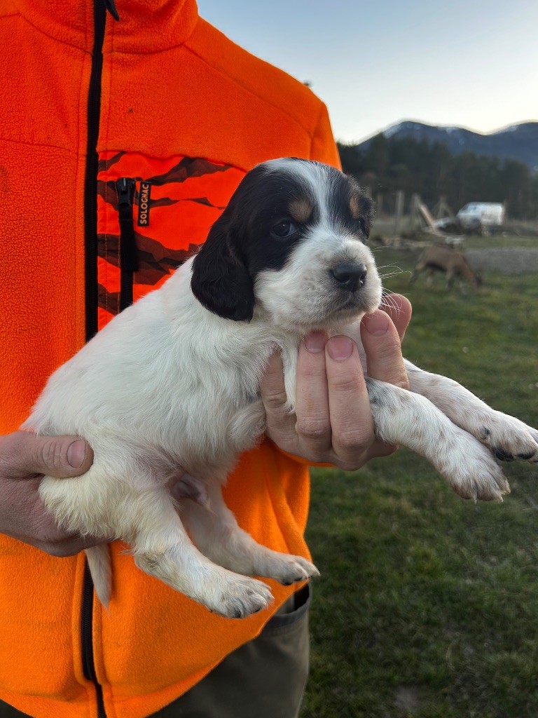 De La Terrible Menée - Chiot disponible  - Setter Anglais