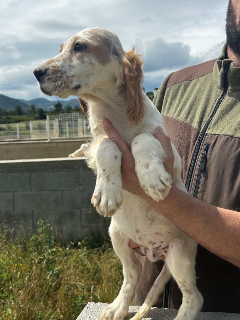 De La Terrible Menée - Chiot disponible  - Setter Anglais