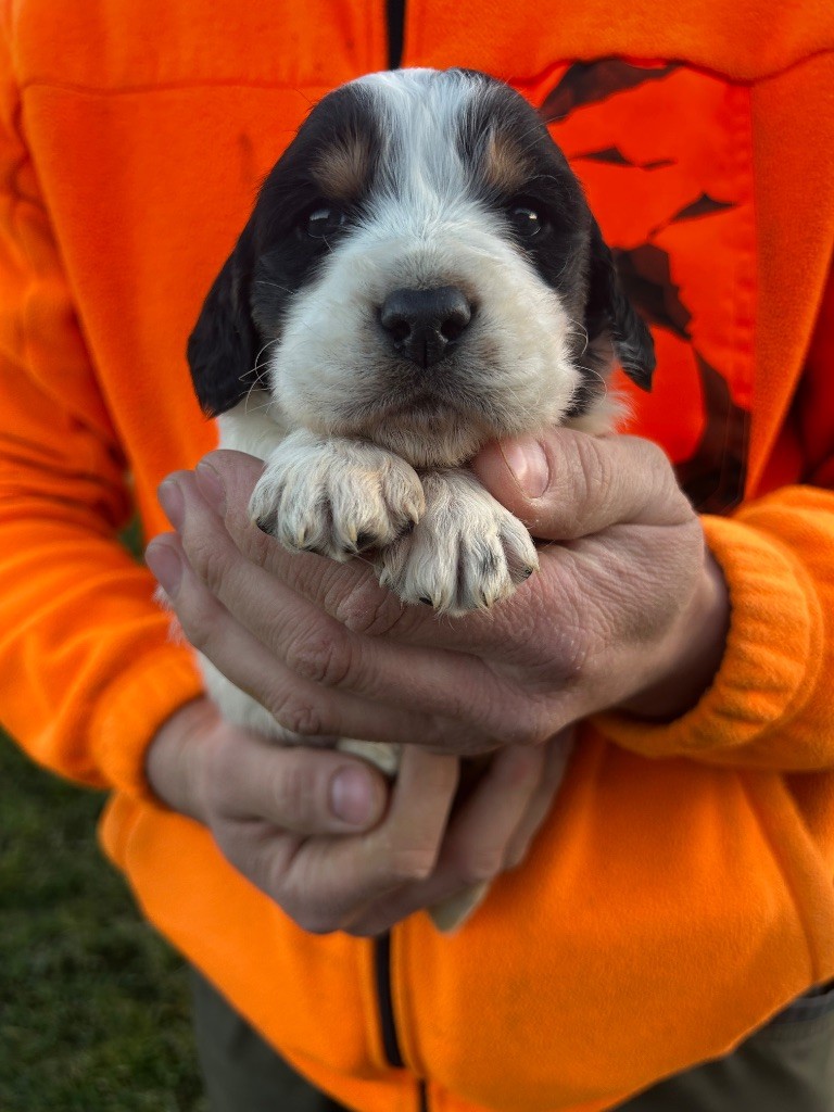 De La Terrible Menée - Chiot disponible  - Setter Anglais