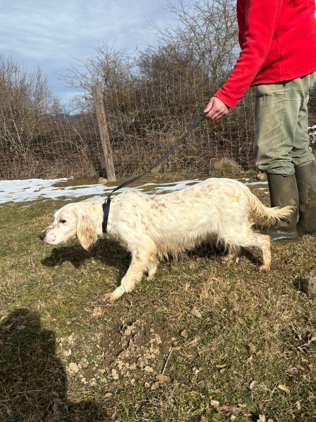 Pollen De La Terrible Menée