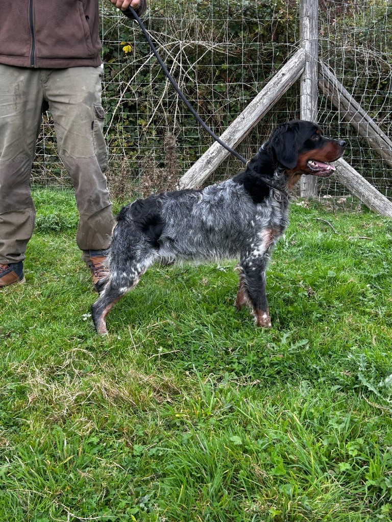 Vaillant Des Vallees Du Roussillon
