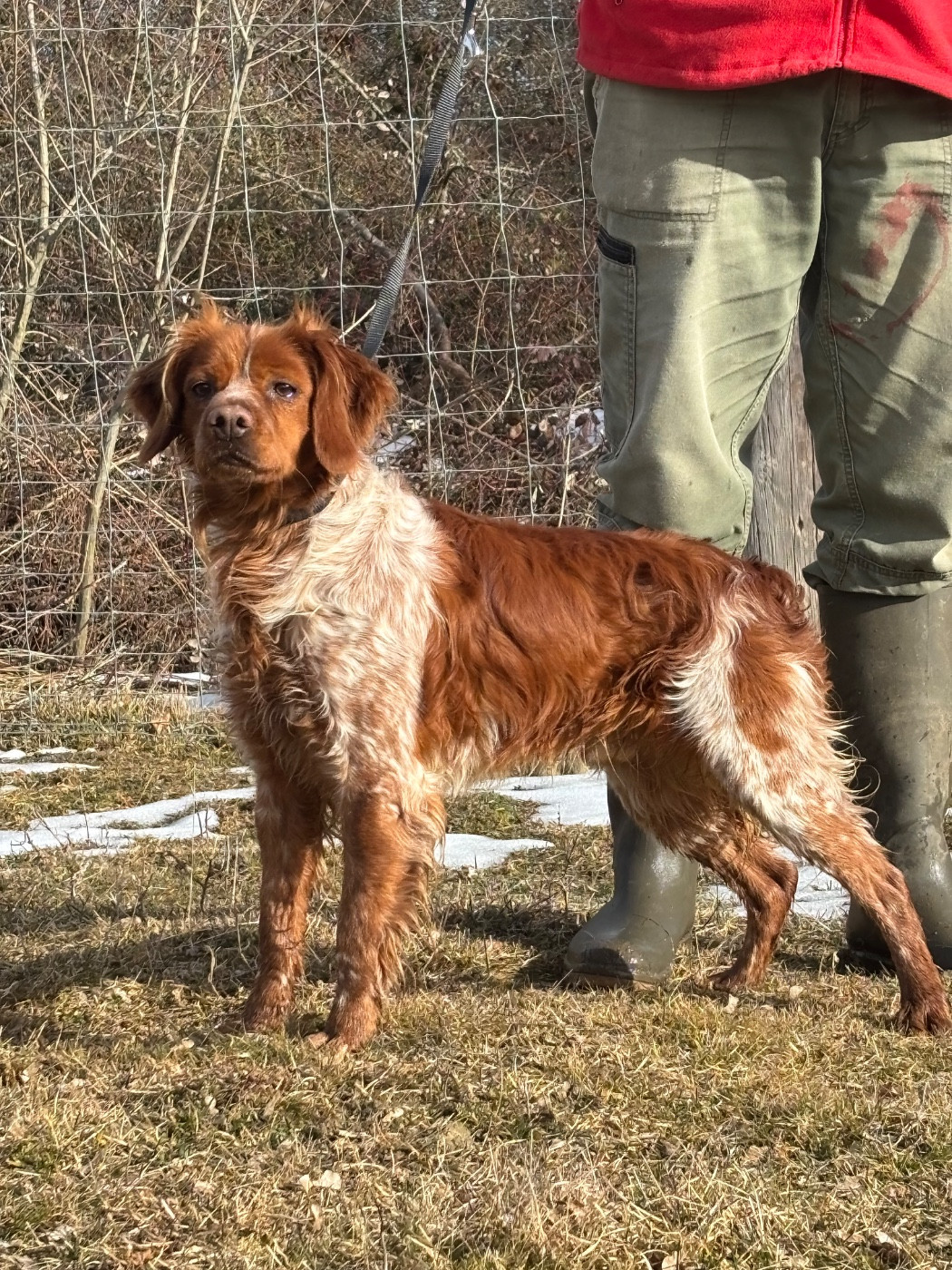 Tobby des landes de pavée