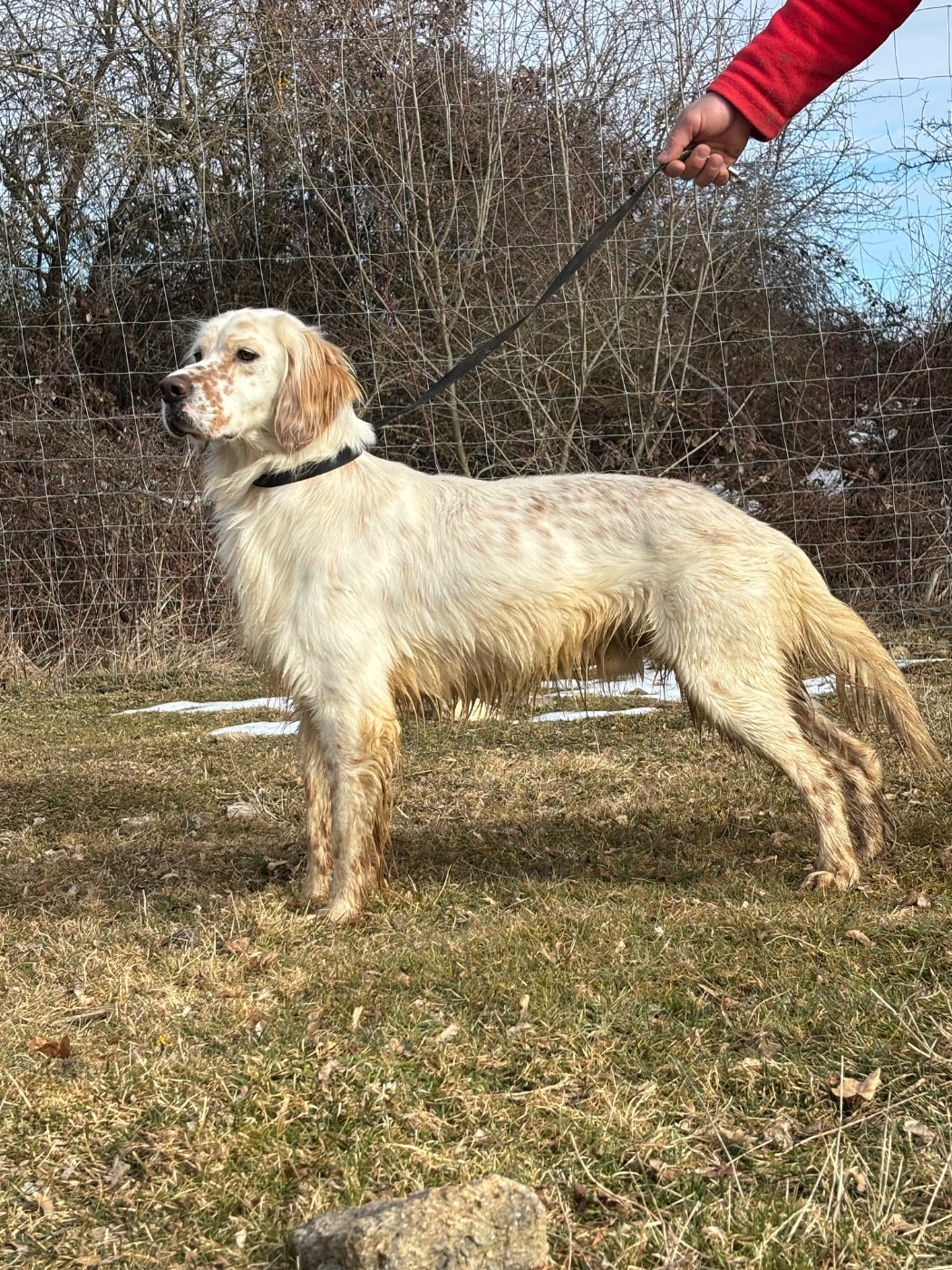 Volf De La Terrible Menée