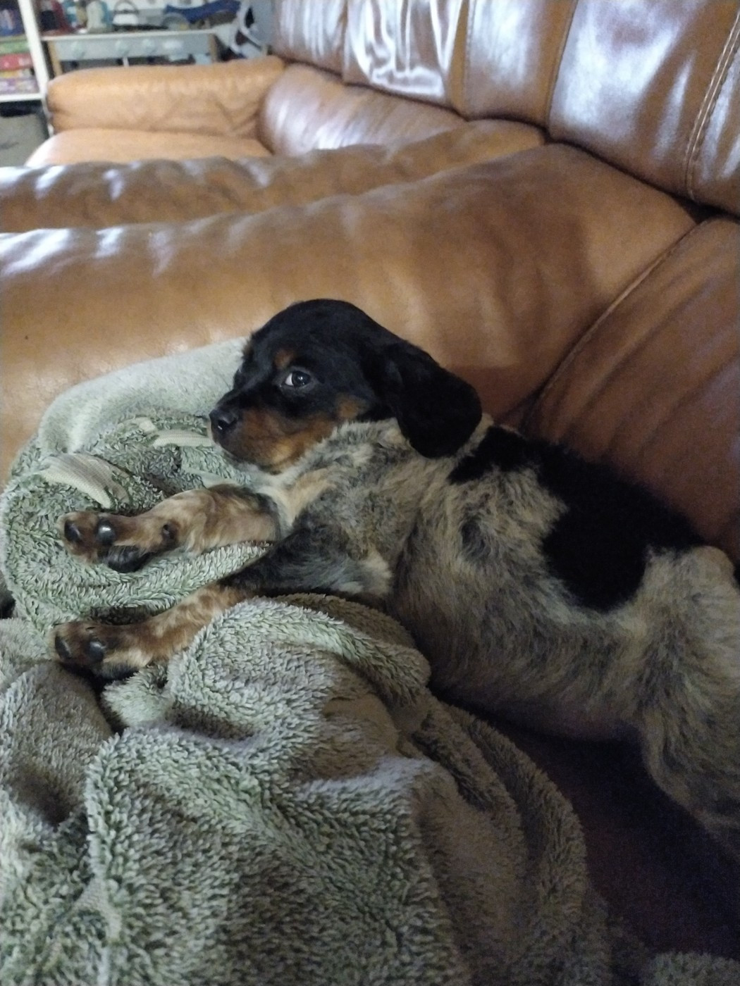 Ariege De La Terrible Menée