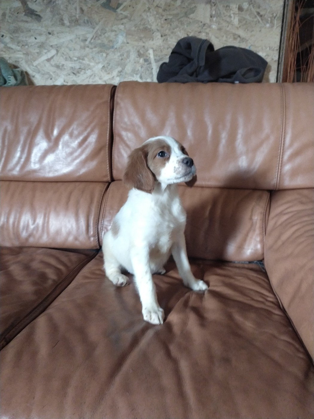 Aude De La Terrible Menée