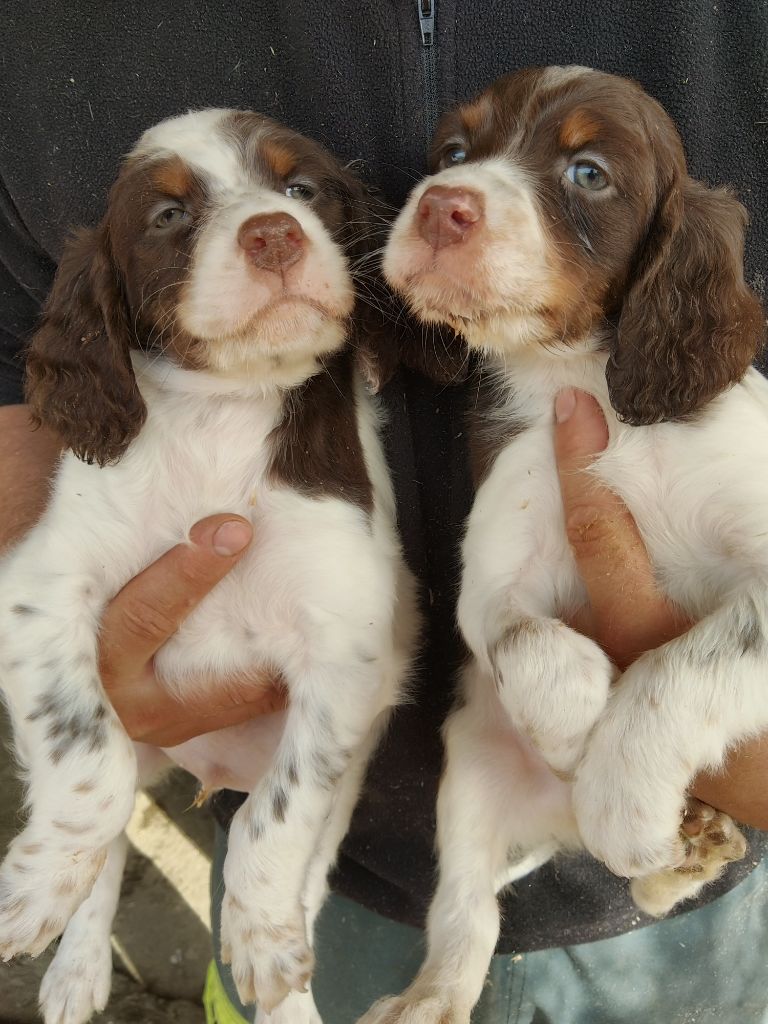 Chiot