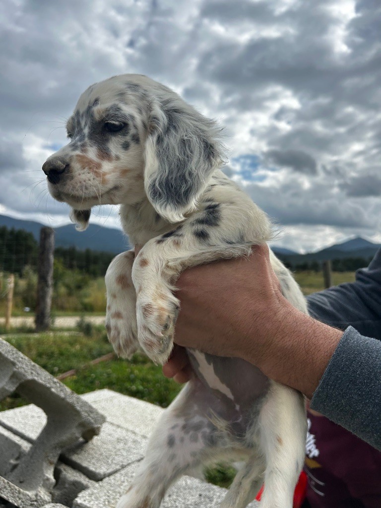 De La Terrible Menée - Chiots disponibles - Setter Anglais