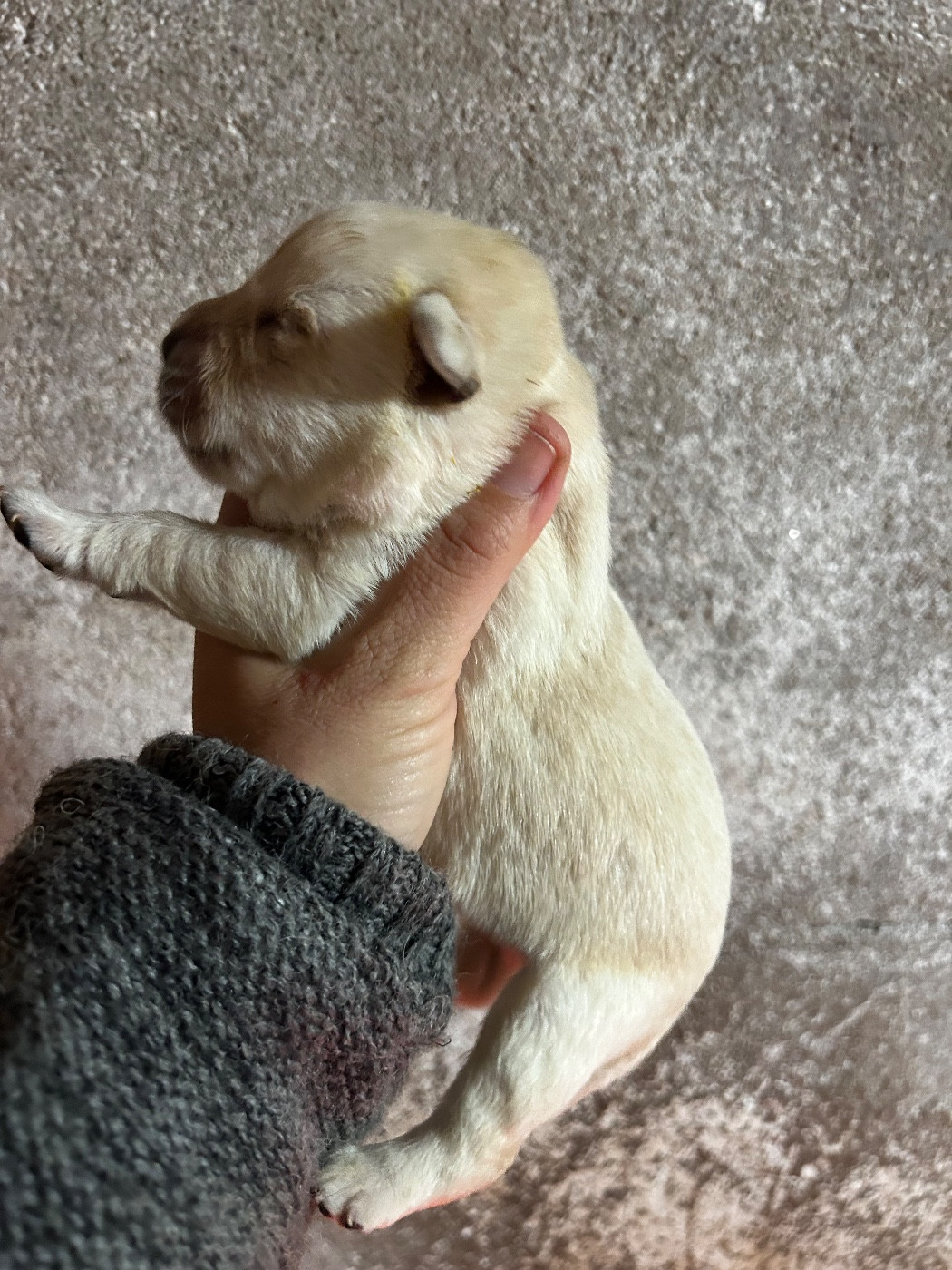 De La Terrible Menée - Labrador Retriever - Portée née le 12/11/2025