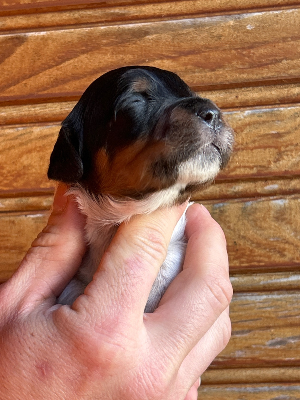 De La Terrible Menée - Chiots disponibles - Epagneul Breton