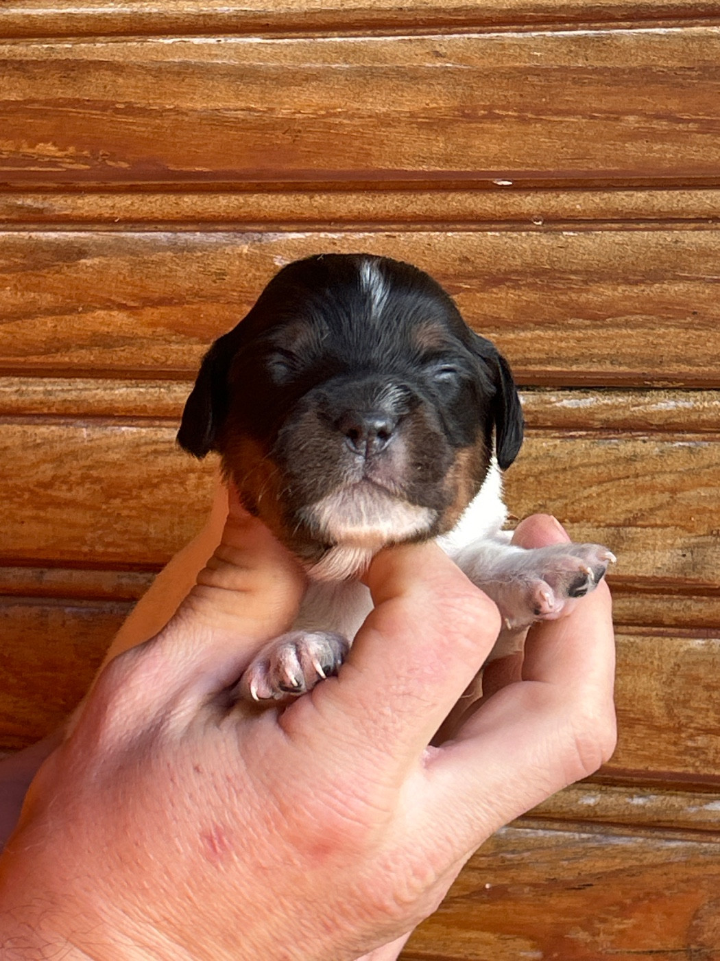 De La Terrible Menée - Chiots disponibles - Epagneul Breton
