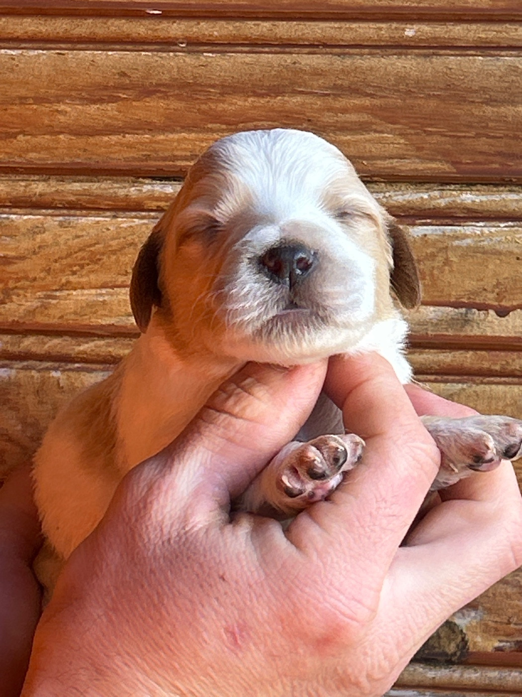 De La Terrible Menée - Chiots disponibles - Epagneul Breton