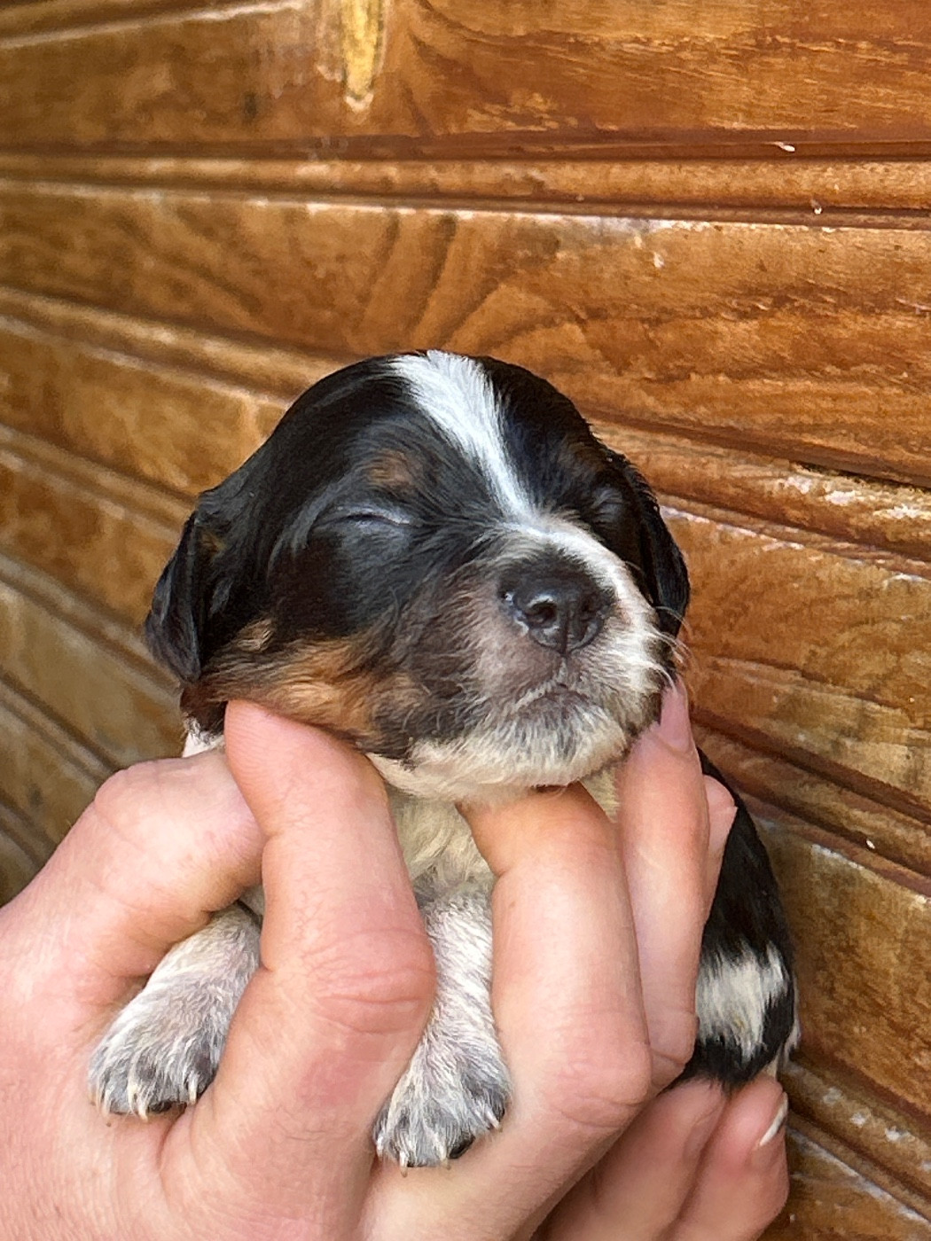 De La Terrible Menée - Chiots disponibles - Epagneul Breton