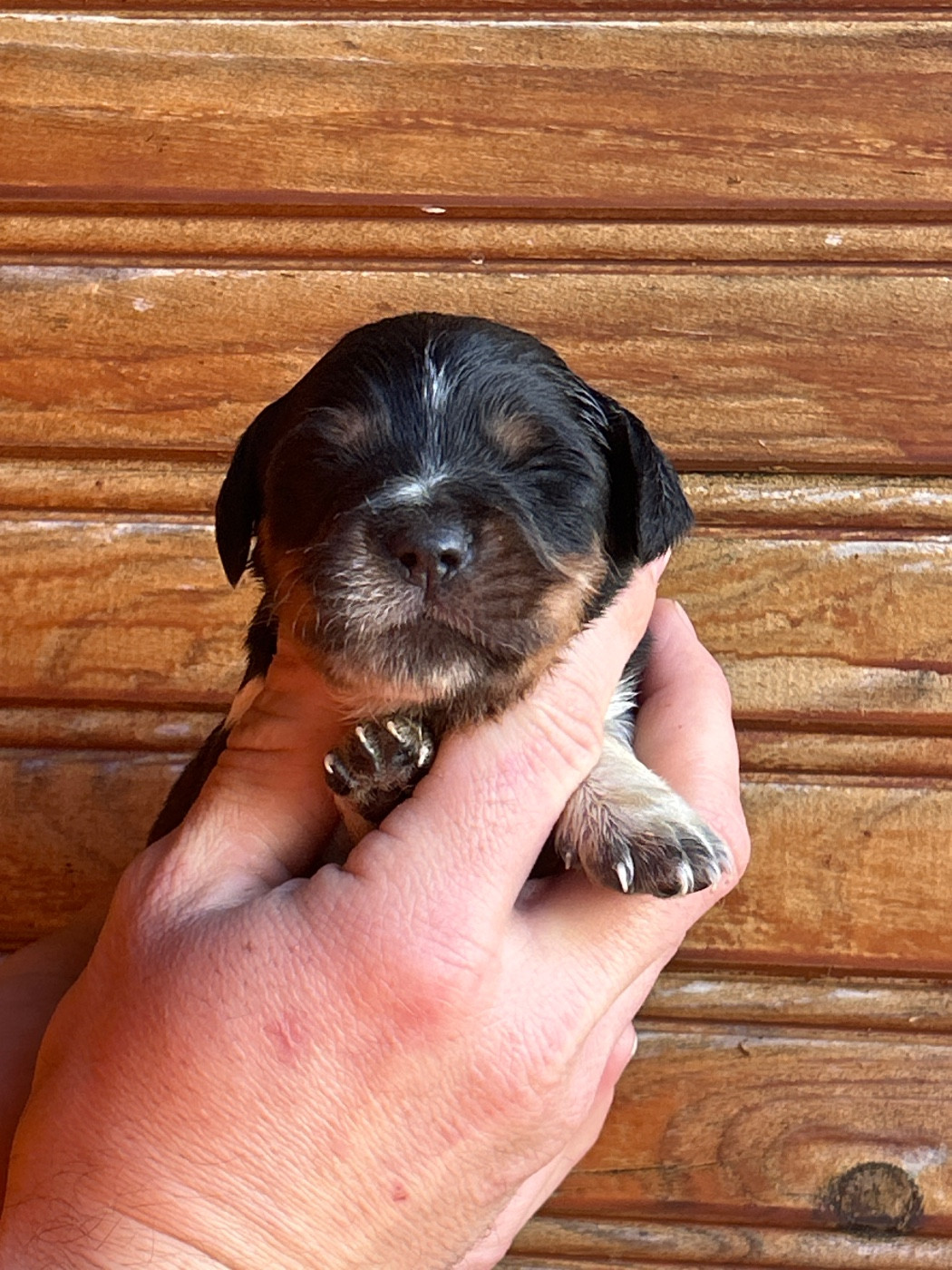 De La Terrible Menée - Chiots disponibles - Epagneul Breton