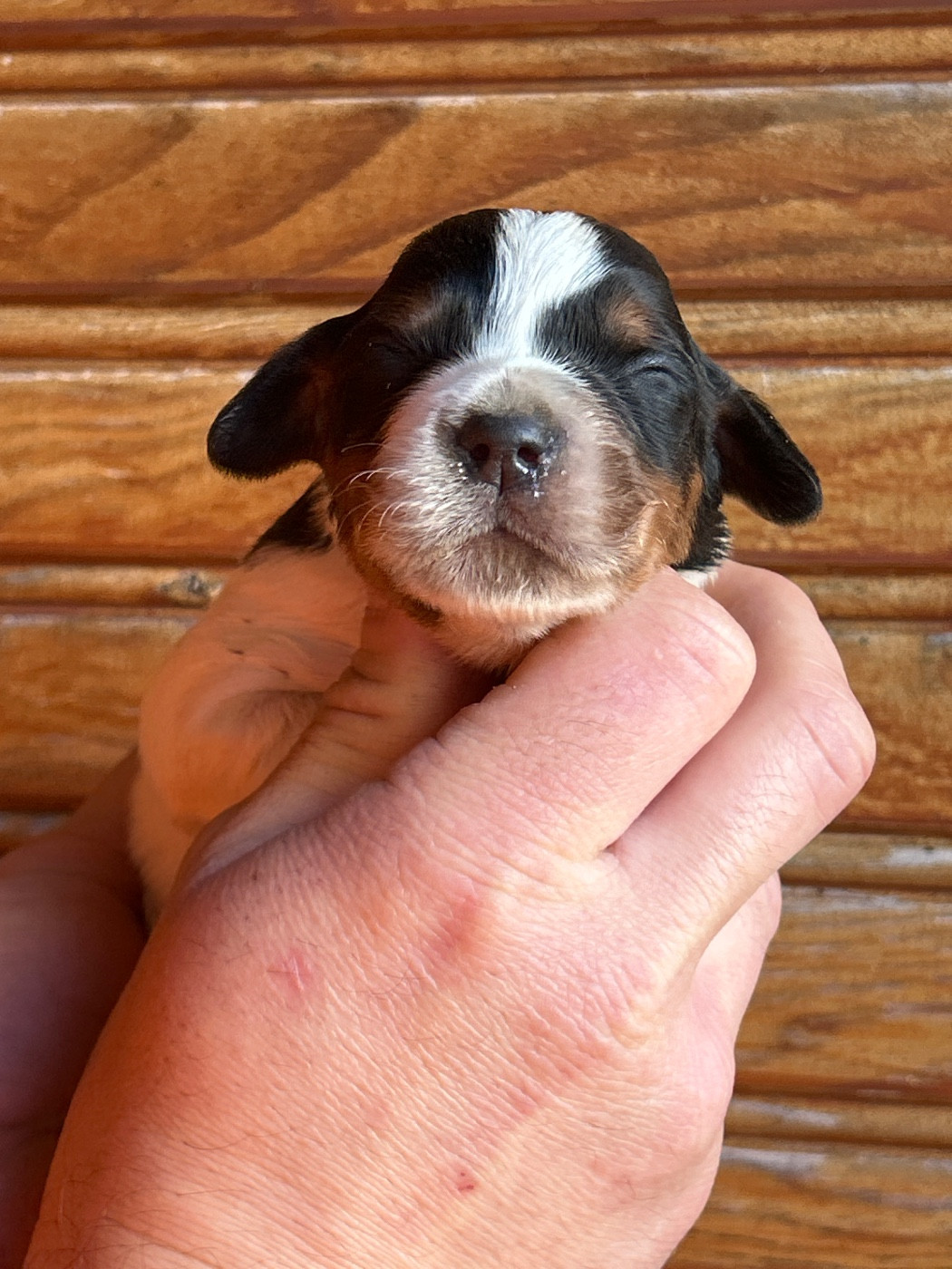 De La Terrible Menée - Chiots disponibles - Epagneul Breton