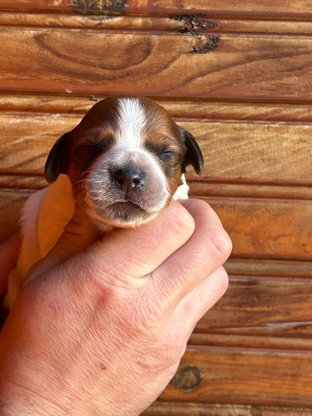 De La Terrible Menée - Chiots disponibles - Epagneul Breton