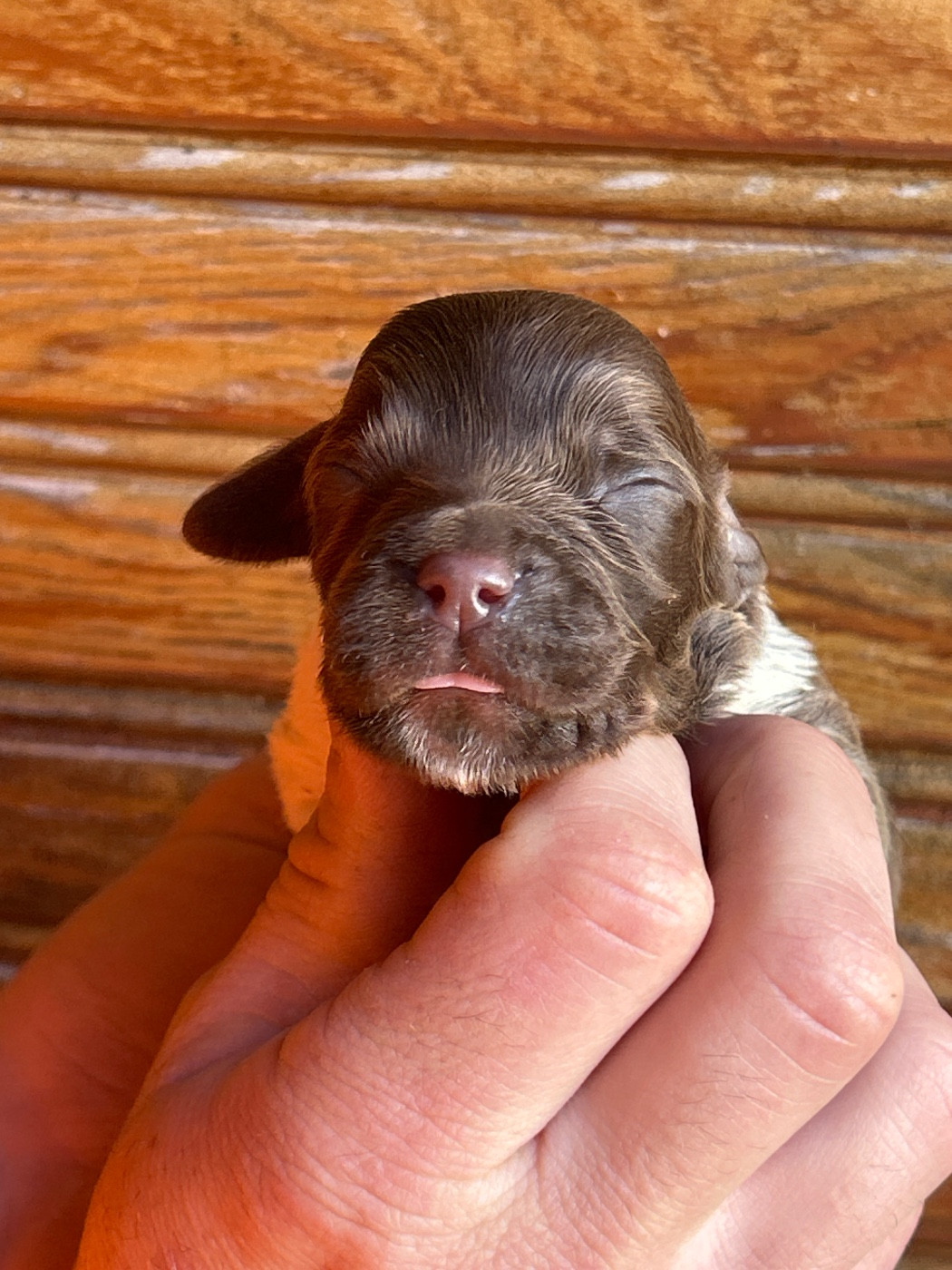 De La Terrible Menée - Chiots disponibles - Epagneul Breton