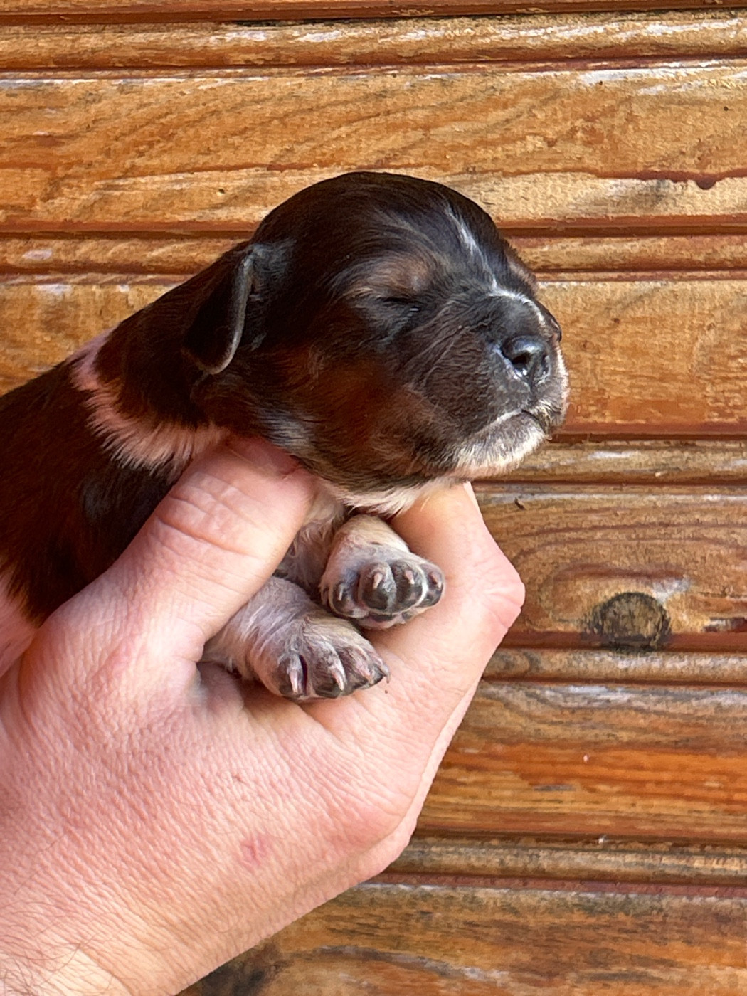 De La Terrible Menée - Chiots disponibles - Epagneul Breton