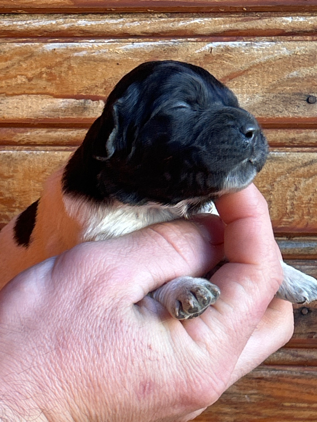 De La Terrible Menée - Chiots disponibles - Epagneul Breton