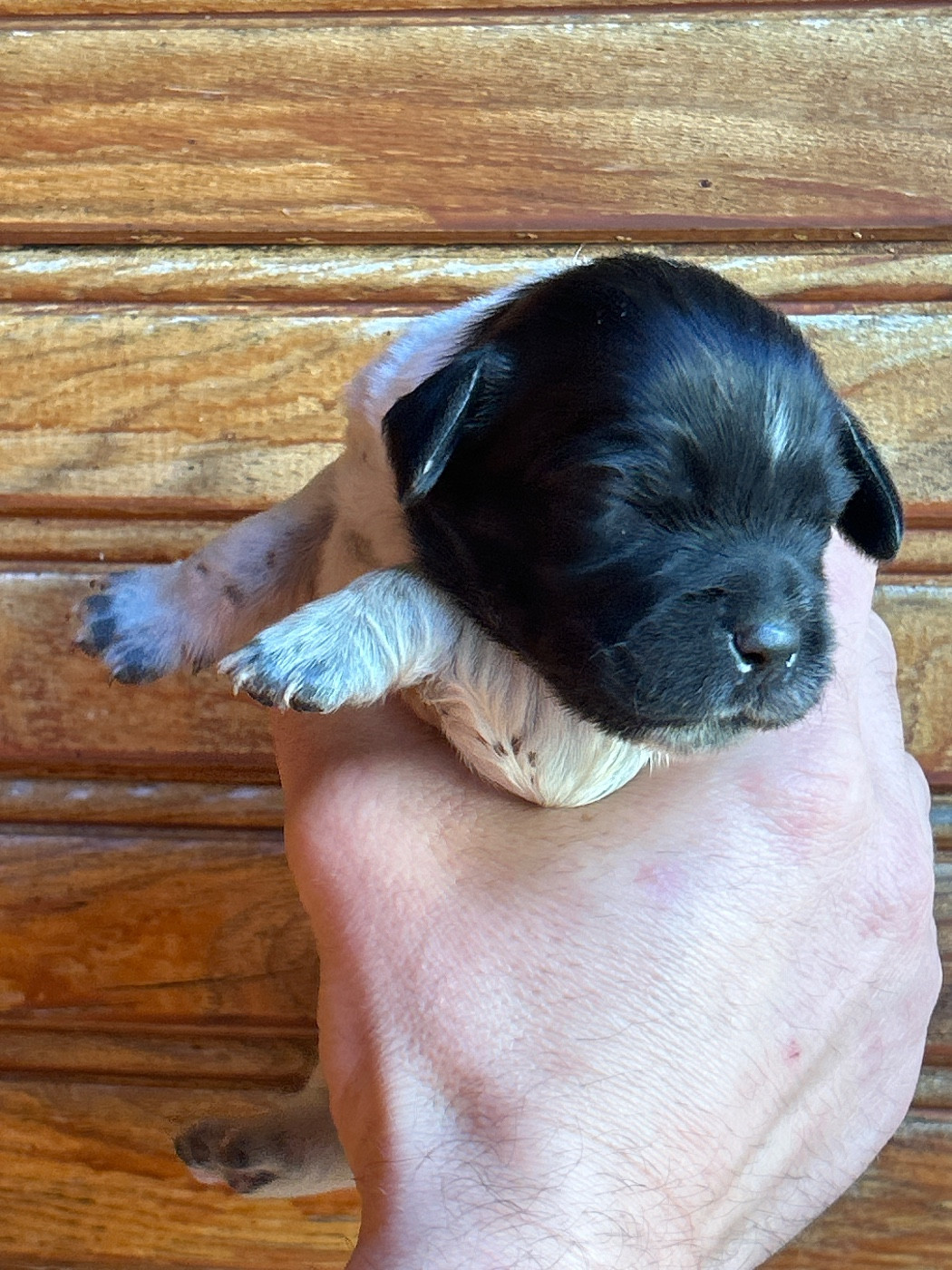 De La Terrible Menée - Chiots disponibles - Epagneul Breton