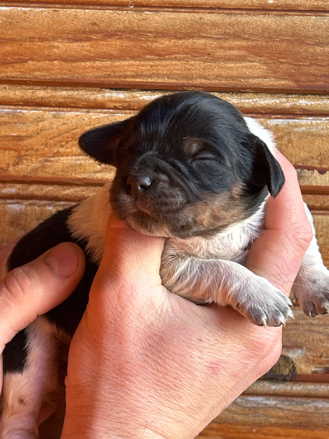 De La Terrible Menée - Chiots disponibles - Epagneul Breton