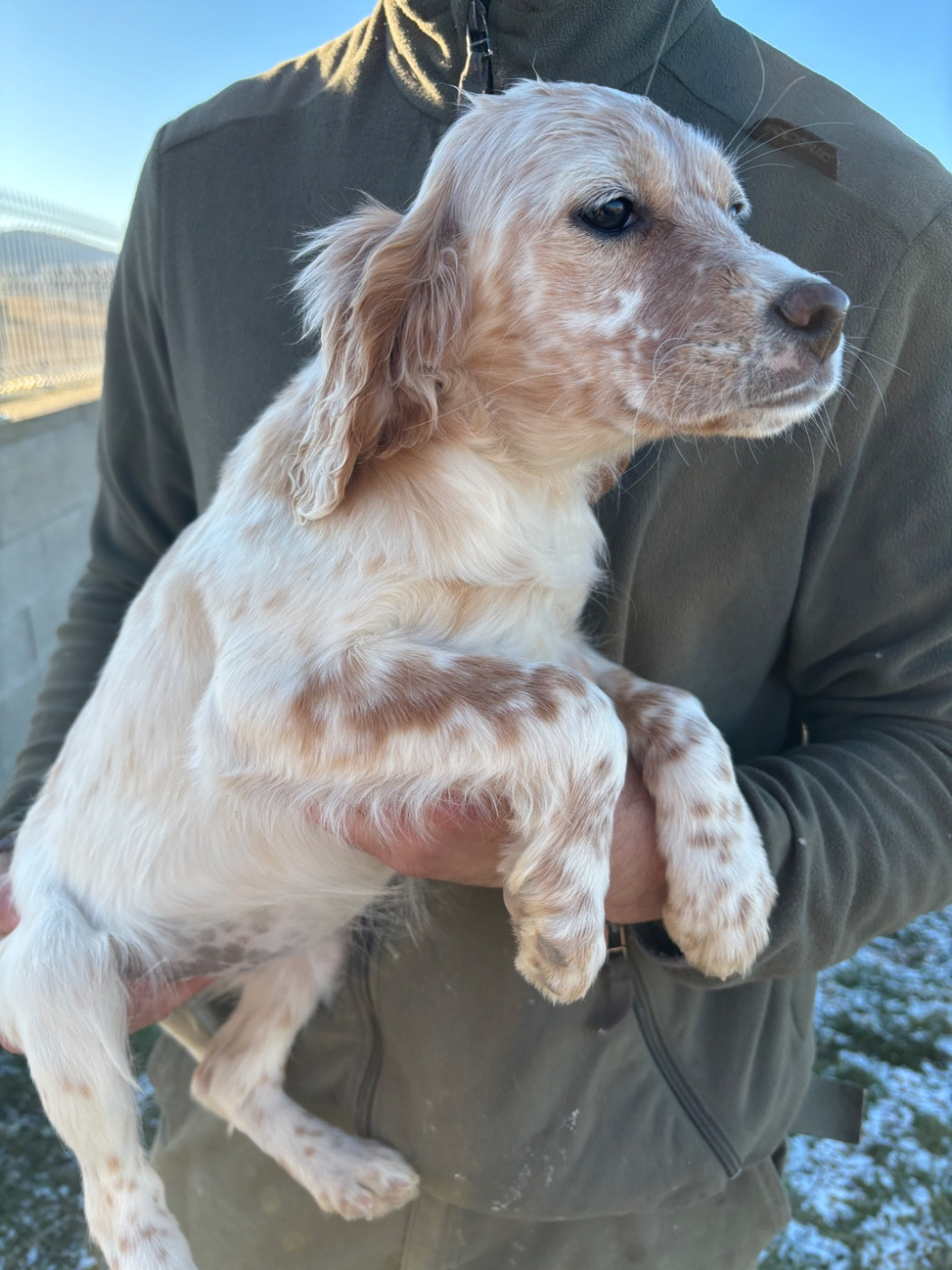 De La Terrible Menée - Chiots disponibles - Setter Anglais