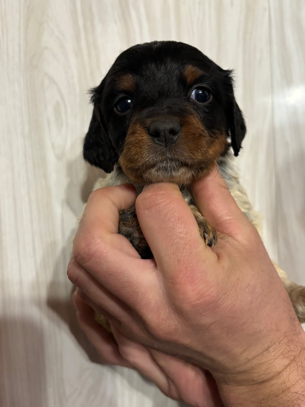 De La Terrible Menée - Chiots disponibles - Epagneul Breton