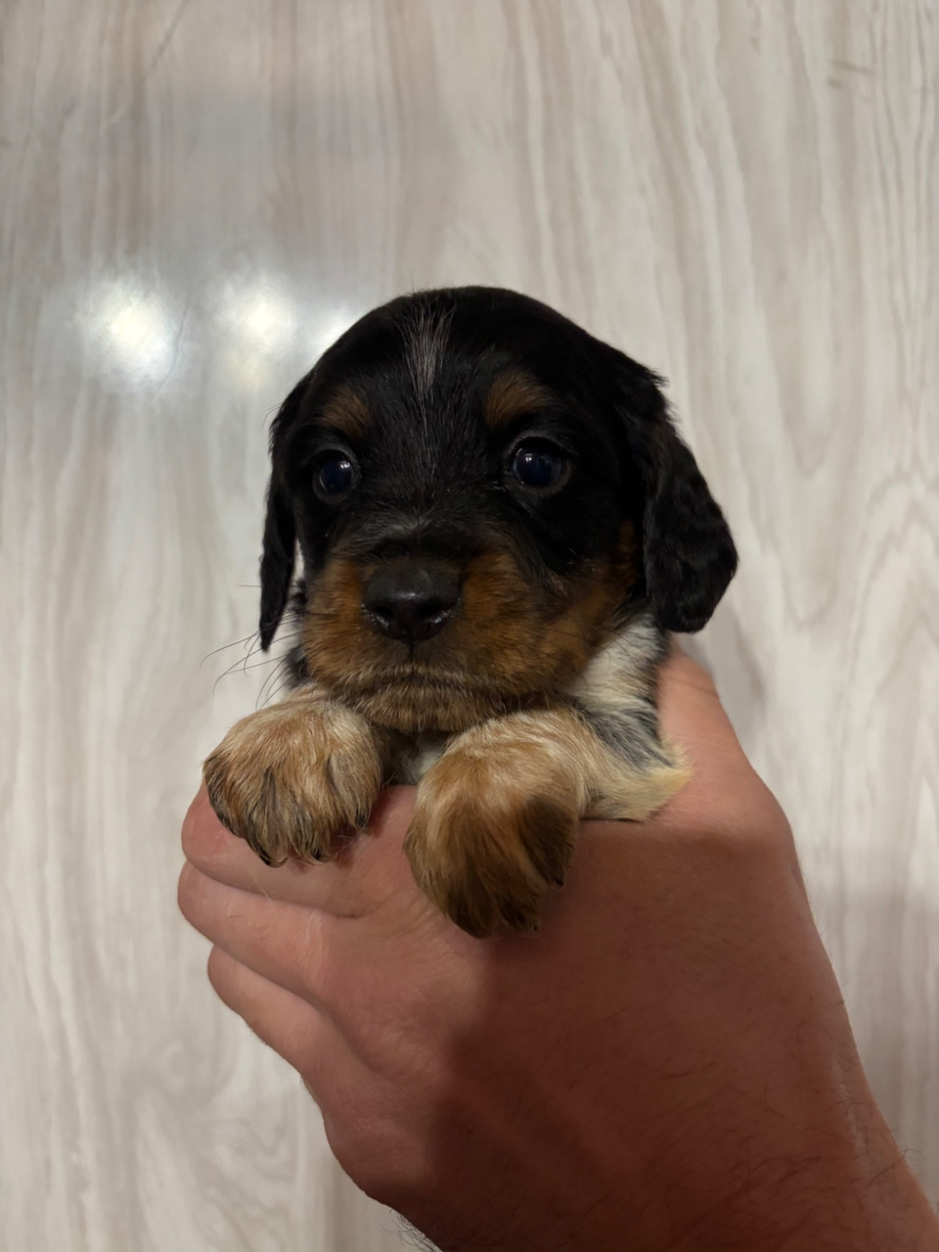 De La Terrible Menée - Chiots disponibles - Epagneul Breton