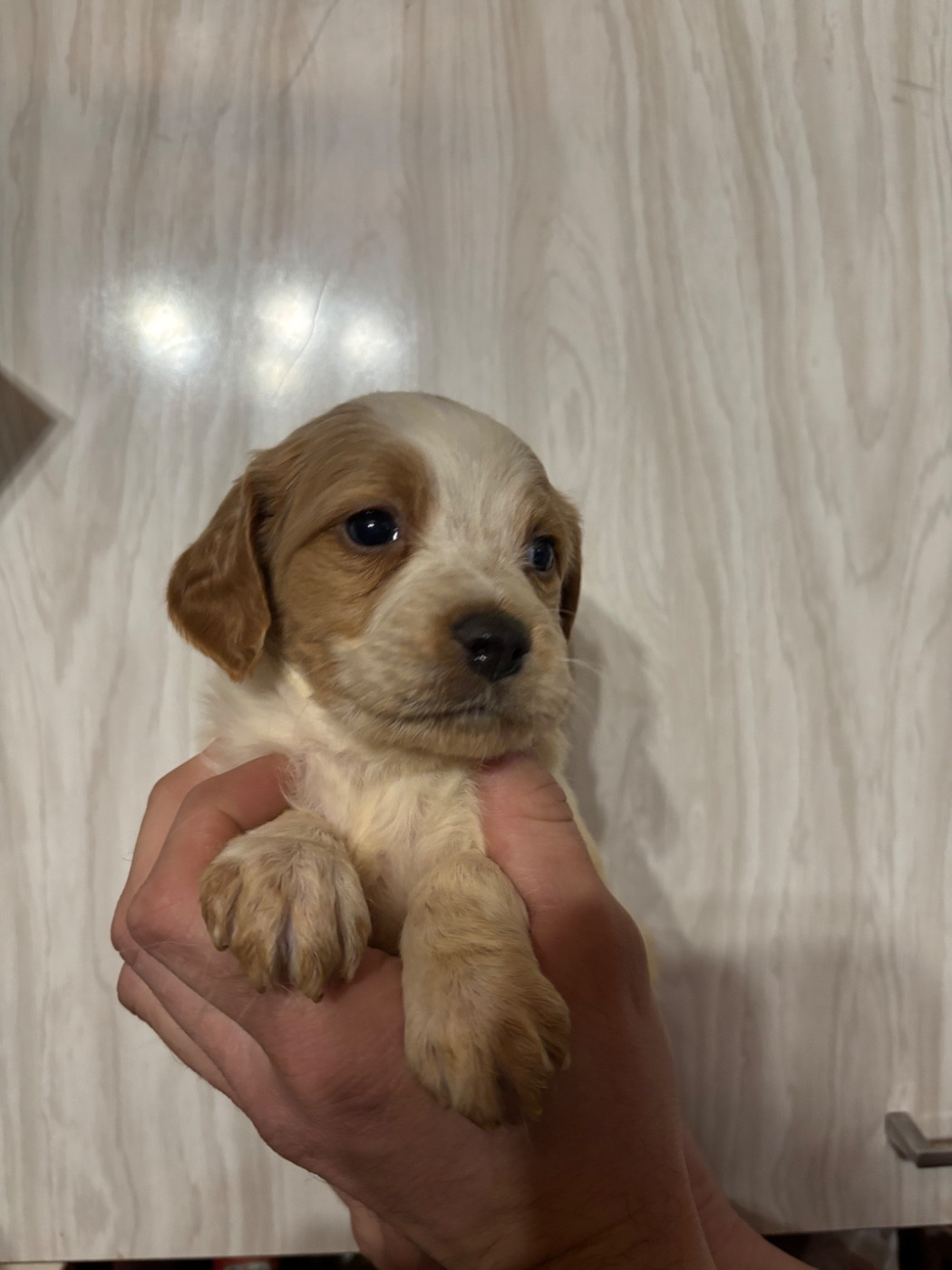 De La Terrible Menée - Chiots disponibles - Epagneul Breton