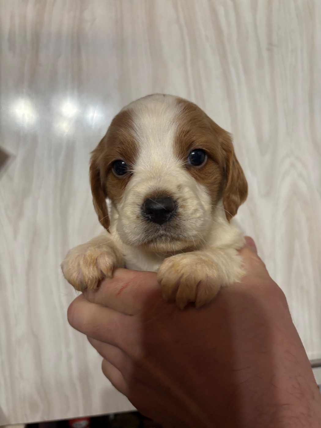 De La Terrible Menée - Chiots disponibles - Epagneul Breton