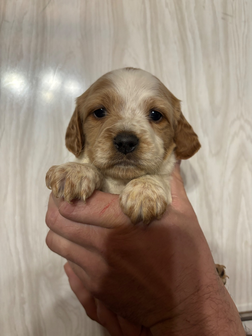De La Terrible Menée - Chiots disponibles - Epagneul Breton