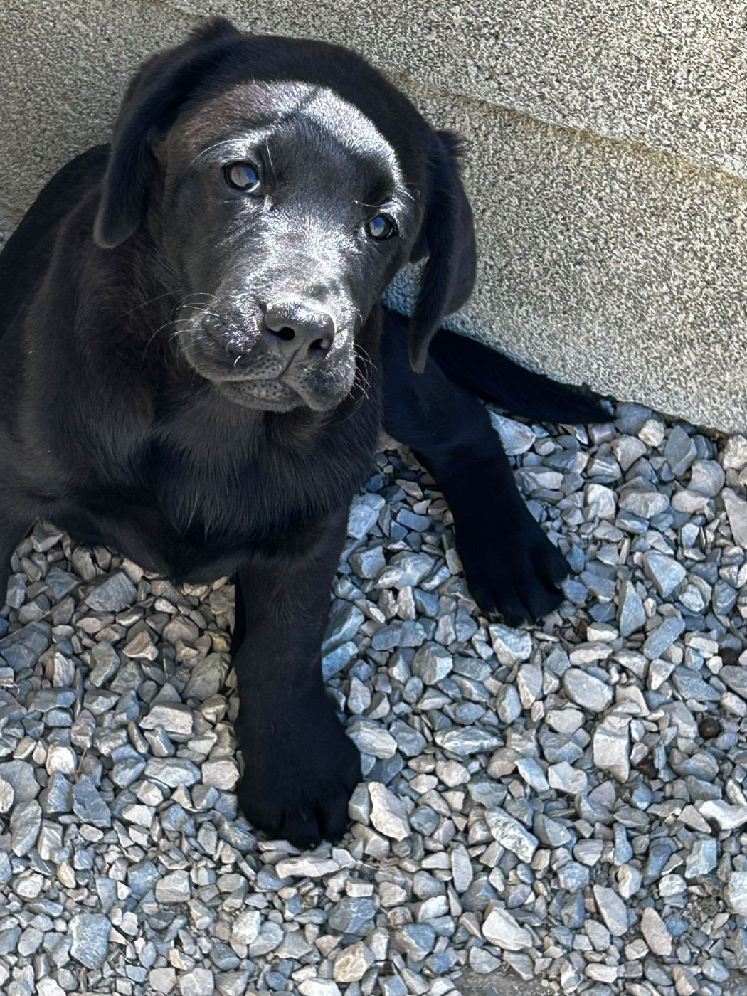 De La Terrible Menée - Chiots disponibles - Labrador Retriever