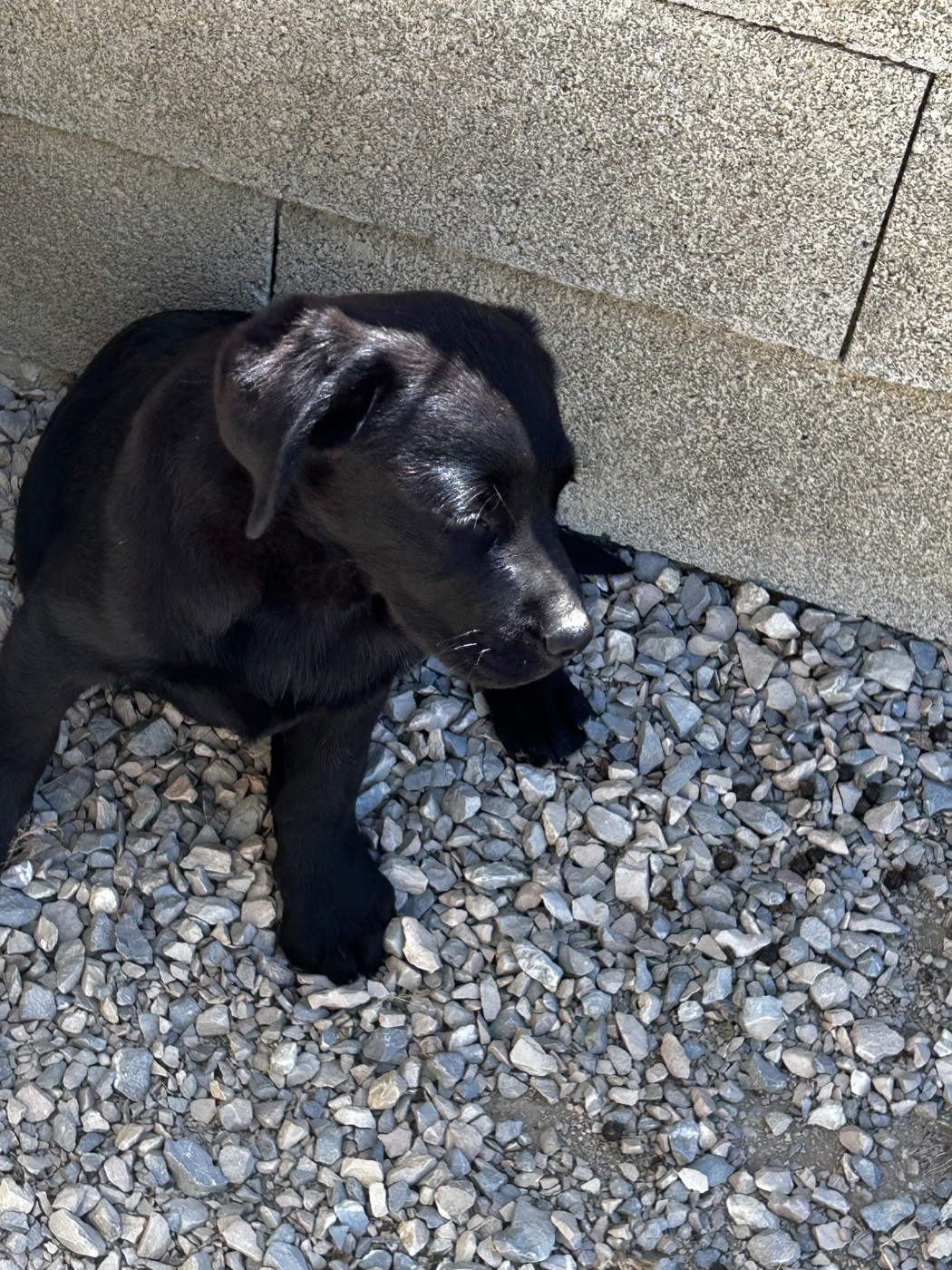 De La Terrible Menée - Chiots disponibles - Labrador Retriever