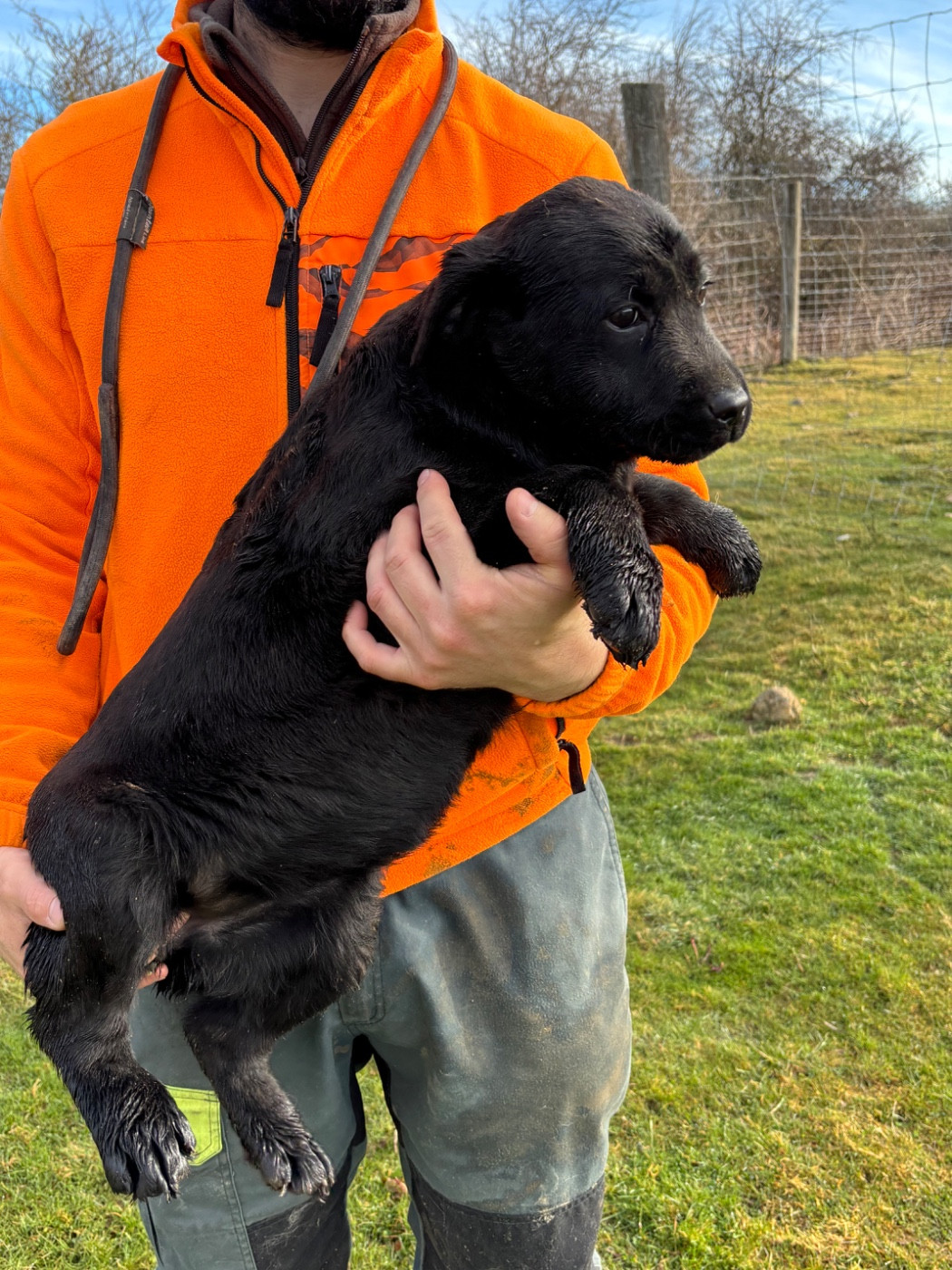 De La Terrible Menée - Chiots disponibles - Labrador Retriever