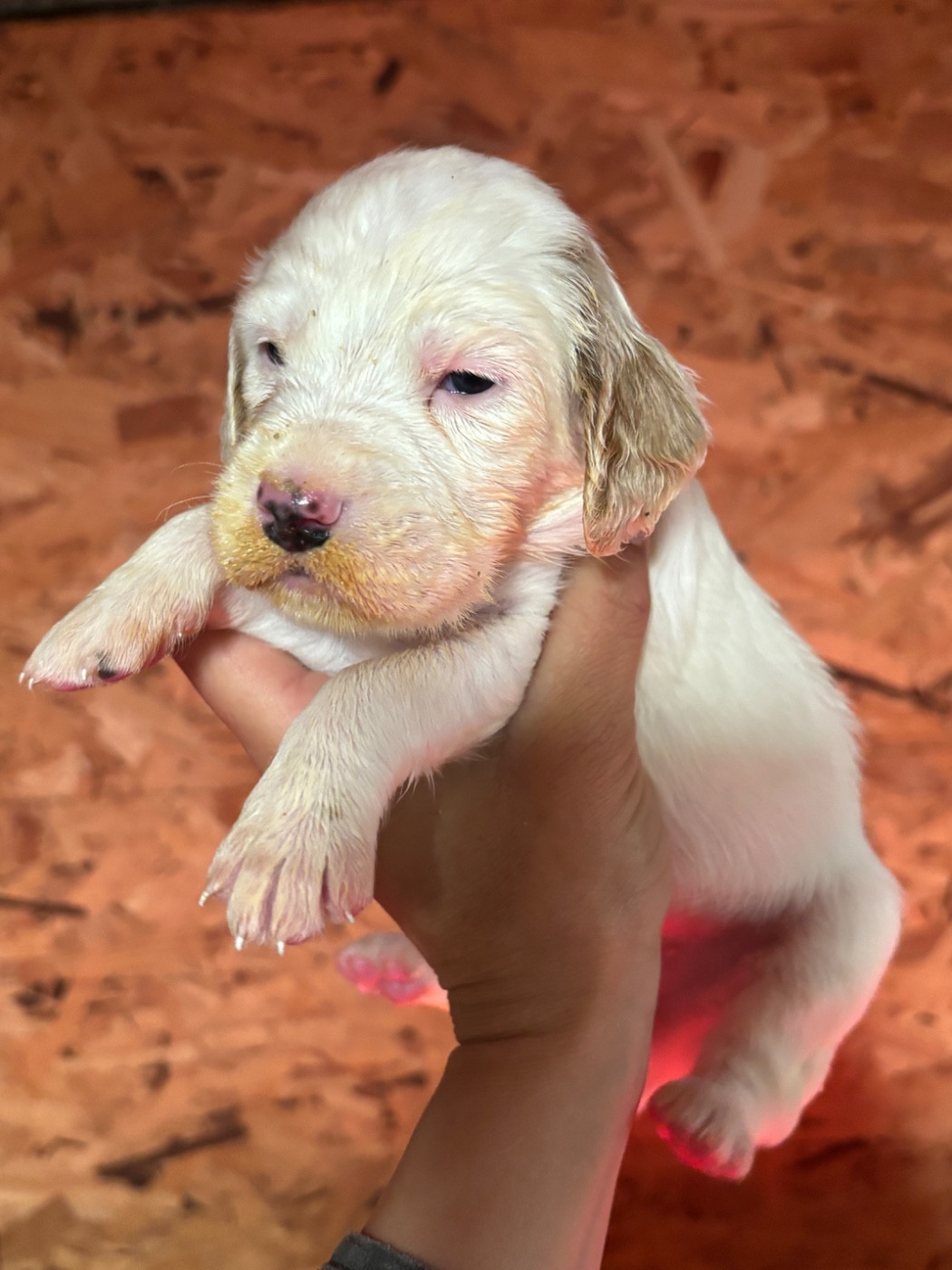 De La Terrible Menée - Chiots disponibles - Setter Anglais