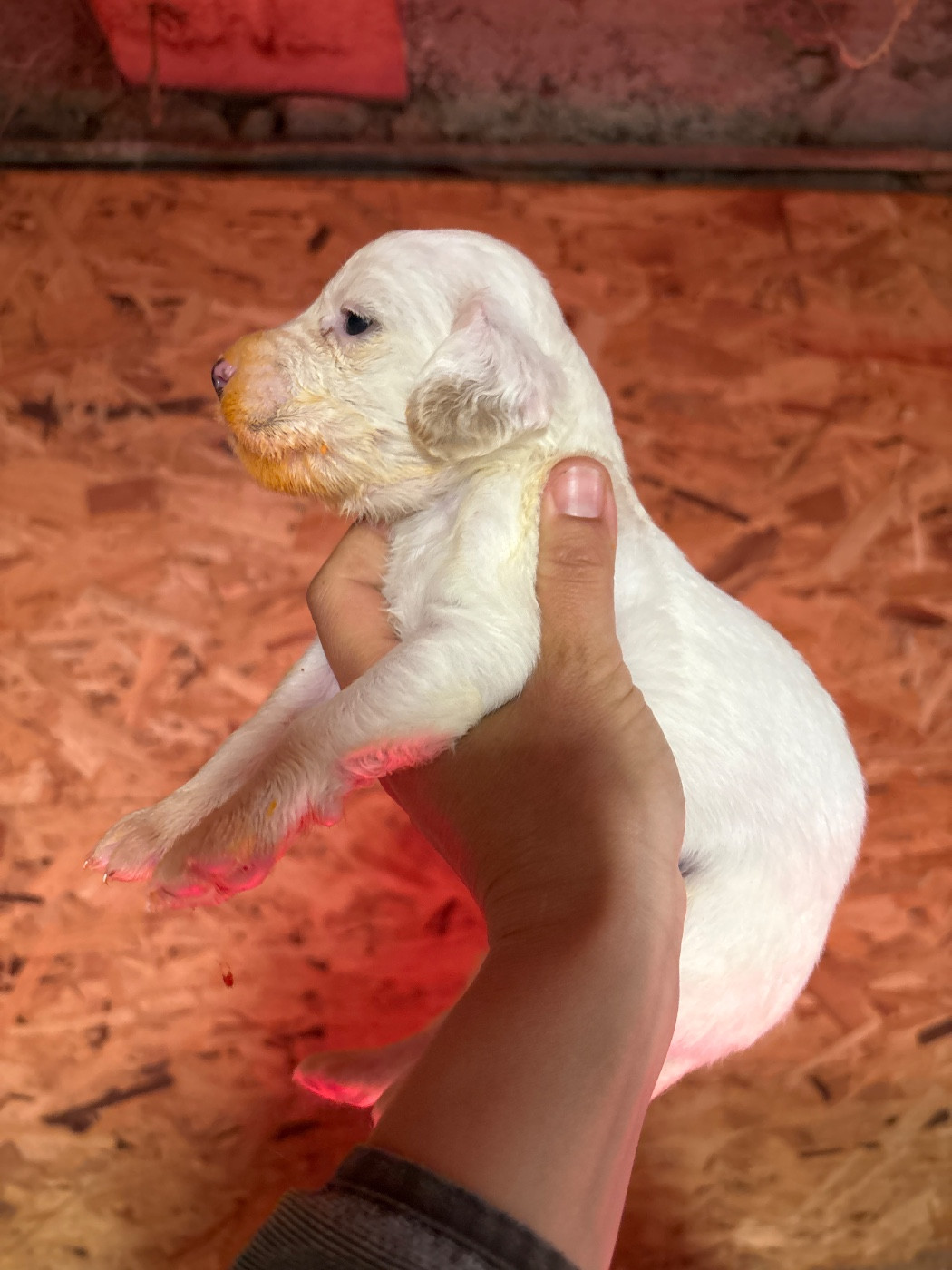 De La Terrible Menée - Chiots disponibles - Setter Anglais