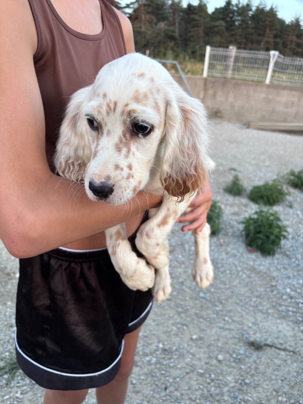 De La Terrible Menée - Chiots disponibles - Setter Anglais