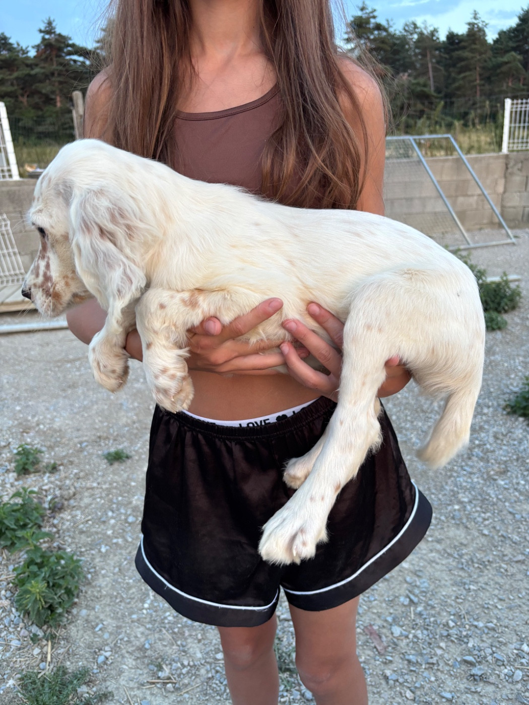De La Terrible Menée - Chiots disponibles - Setter Anglais