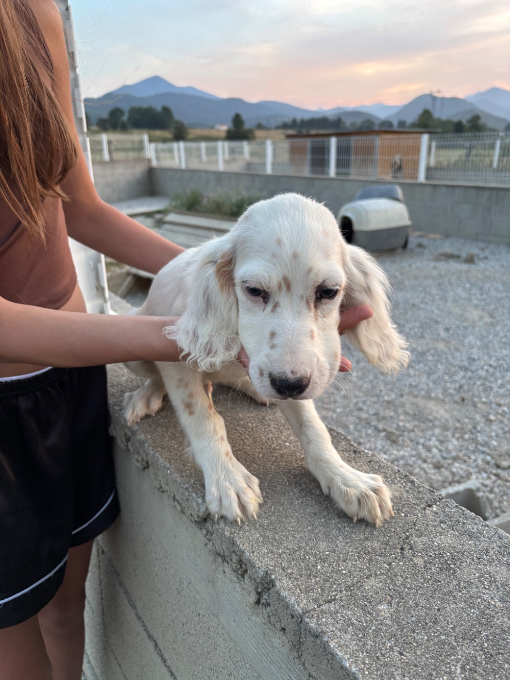 De La Terrible Menée - Chiots disponibles - Setter Anglais