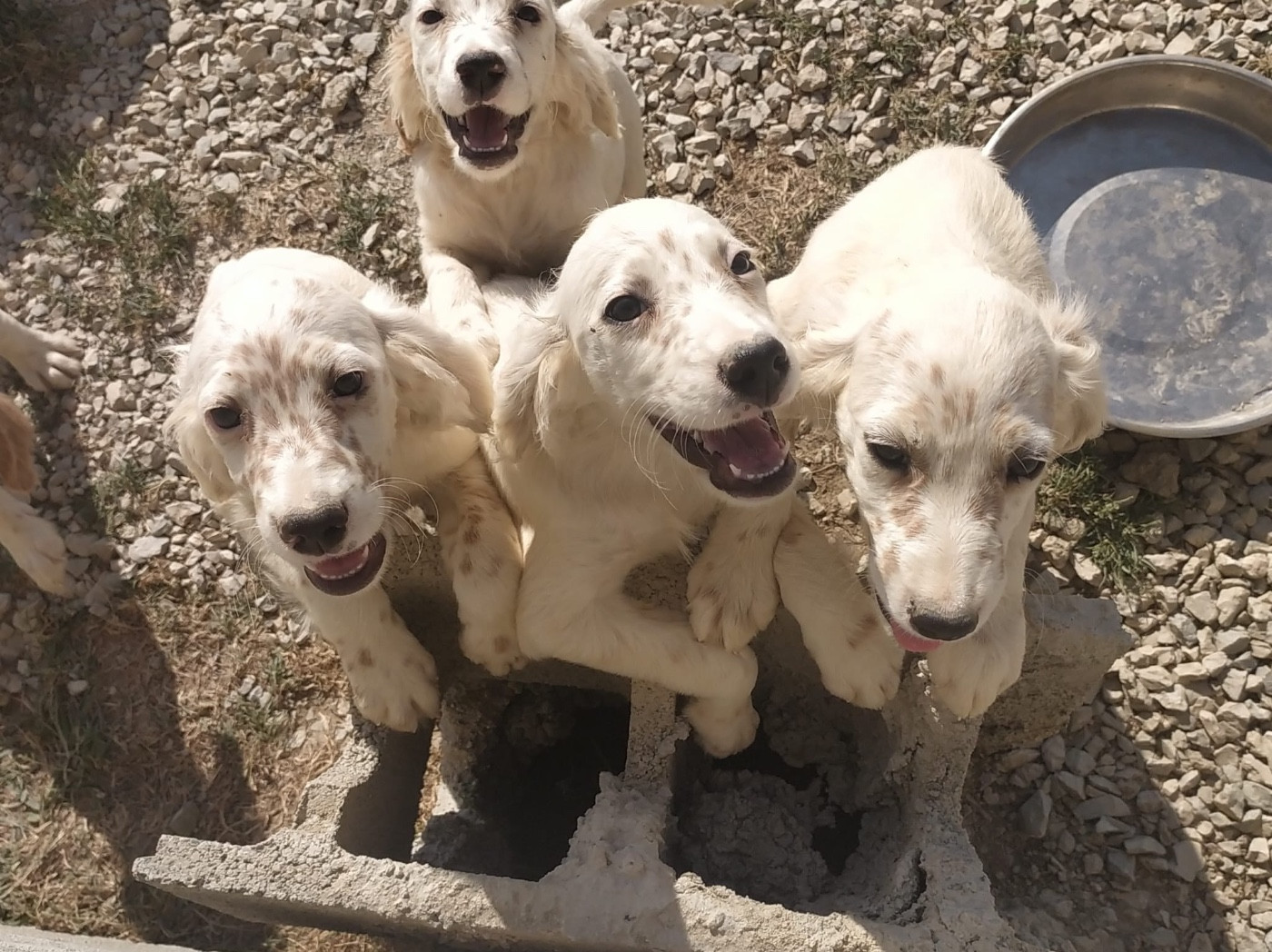 De La Terrible Menée - Chiots disponibles - Setter Anglais