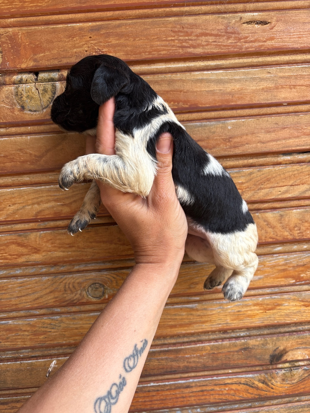 De La Terrible Menée - Chiots disponibles - Epagneul Breton