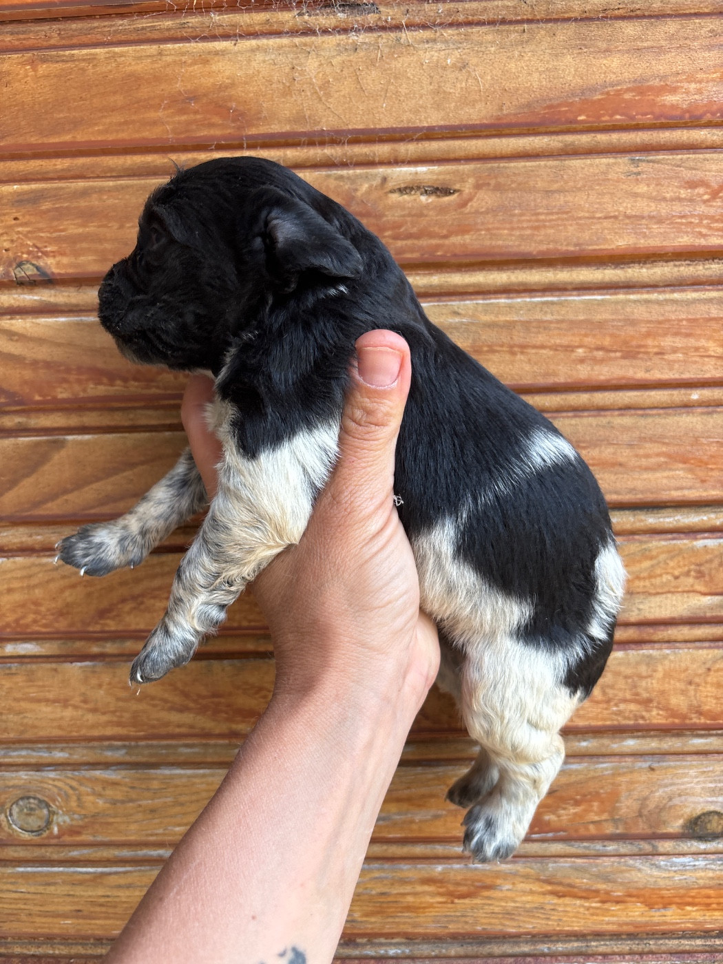 De La Terrible Menée - Chiots disponibles - Epagneul Breton
