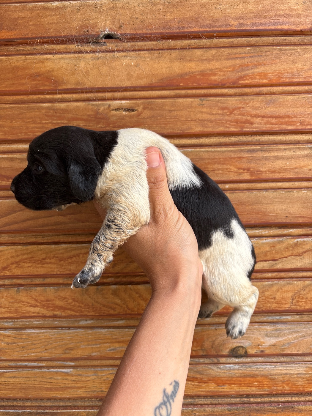 De La Terrible Menée - Chiots disponibles - Epagneul Breton
