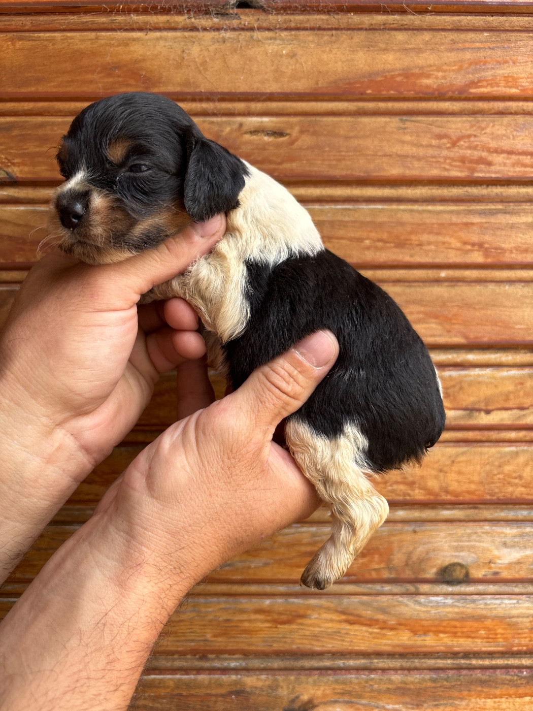 De La Terrible Menée - Chiots disponibles - Epagneul Breton