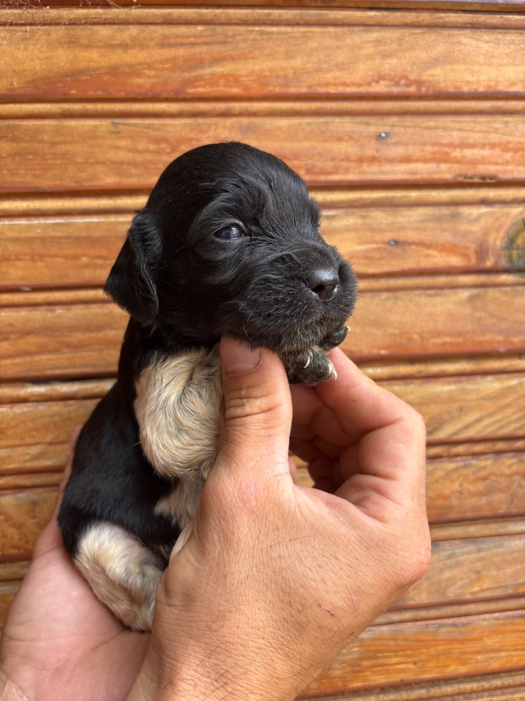 De La Terrible Menée - Chiots disponibles - Epagneul Breton