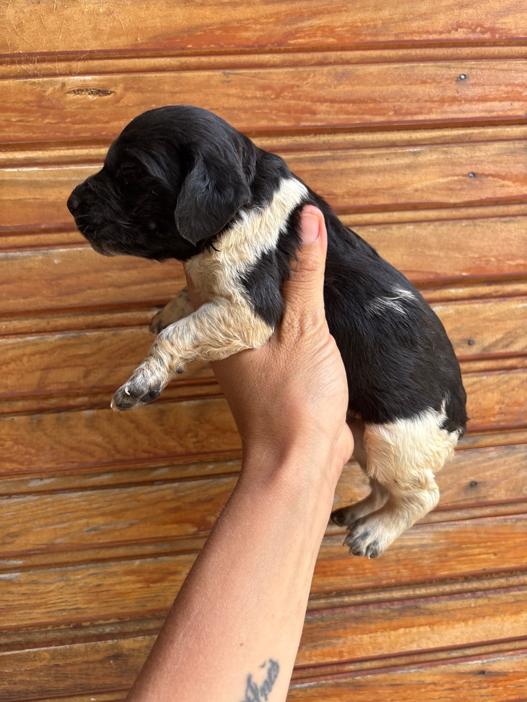 De La Terrible Menée - Chiots disponibles - Epagneul Breton